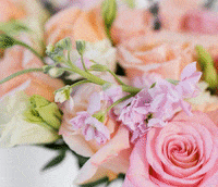 Valentines Day Pink GIF by Poppy Flowers