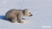 Polar Bear Cub GIF by PBS
