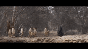 Cate Blanchett Bfi Lff GIF by Signature Entertainment