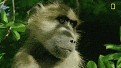 Nat Geo Savage Kingdom GIF by National Geographic Channel
