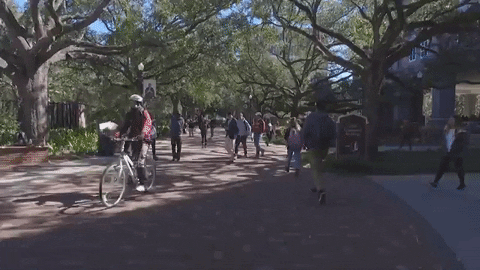 college walk GIF by Florida State University