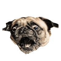 puppy pug STICKER by imoji