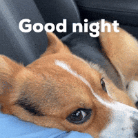 Good Night Dog GIF