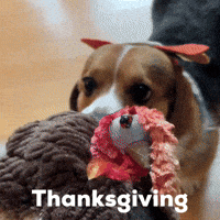 Thanksgiving Corgi GIF