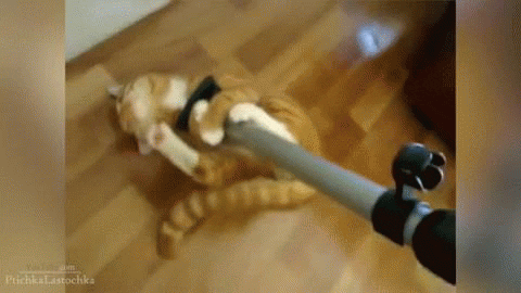 cat GIF