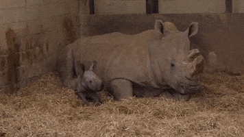 'A Giant Bundle of Joy': Newborn Southern White Rhino Wobbles Around Whipsnade Zoo