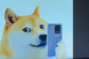 vaagii dog yellow camera click GIF