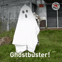 Not Scared Ghost GIF by FOUR PAWS