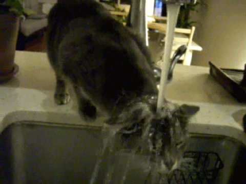 cat water GIF
