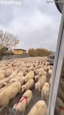 A River of Sheep Flood the Streets