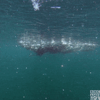 Hungry Natures Great Events GIF by BBC America