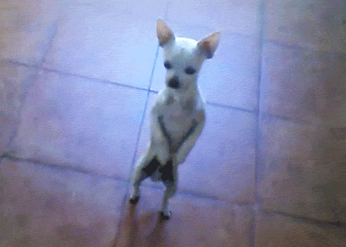 Video gif. White chihuahua stands upright on a tile floor teetering back and forth on its skinny hind legs like its dancing.