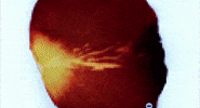 petals GIF by NOWNESS
