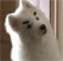 gifs for ants GIF