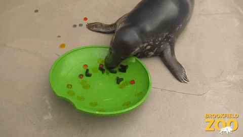 St Patricks Day Eating GIF by Brookfield Zoo