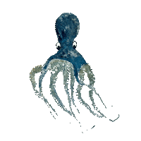 Octopus Sticker by Gyotaku Gifts