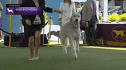 Irish Wolfhound Dogs GIF by Westminster Kennel Club