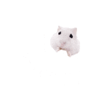 Tap Hamster Sticker
