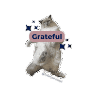 Ragdoll Cat Sticker