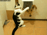 cat love GIF