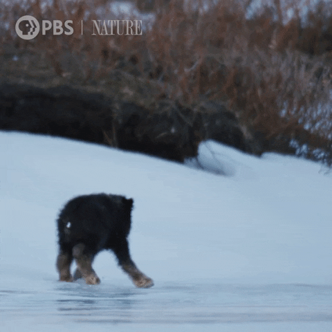 Slipping Pbs Nature GIF by Nature on PBS