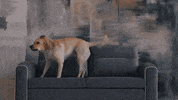 GIF by Halfgenius