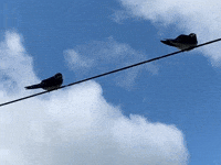 Uk Birds GIF