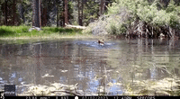 Young Bear Enjoys Refreshing Paddle in South Lake Tahoe Pond