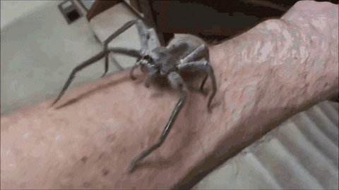 world spiders GIF