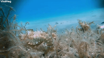Seahorse Searches for Food