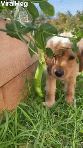 Puppy Raiding the Garden