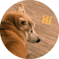 Shiba 柴犬 Sticker by Menwen