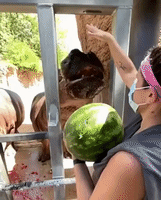San Antonio Zoo Hippo Crushes Watermelon 'Like Nobody's Business'