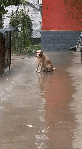 cuteanimalland giphyupload GIF