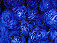 i made this rejoice GIF