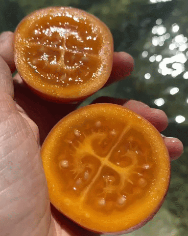 Tamarillo GIF by Miami Fruit