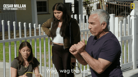 Dogwhisperer GIF by National Geographic Channel