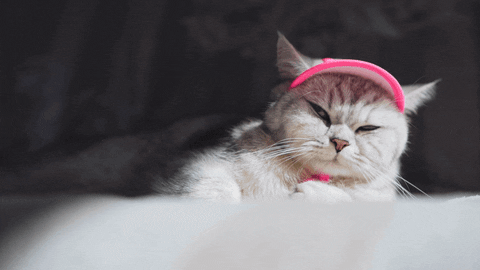 Newszii giphyupload cat meme joke GIF