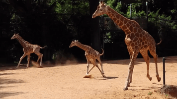 Two Giraffe Calves Make Public Debut at Perth Zoo