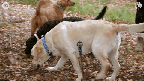 Mc14 GIF by MasterChefAU
