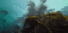 HezzaFezza my octoopus friend 5 GIF