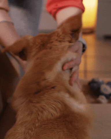 Dog Massage GIF