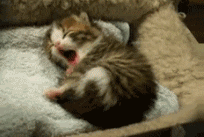 well done kitty GIF