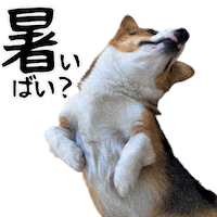 Corgi Milo Sticker