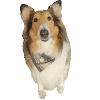 Border Collie Dog Sticker by Weld Realty