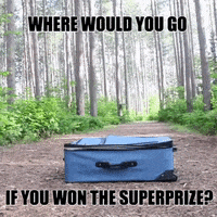 PCHOfficial fun dog travel money GIF