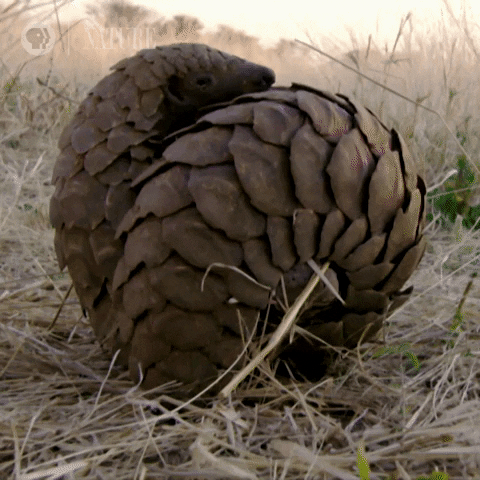 Pbs Nature Armadillo GIF by Nature on PBS
