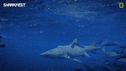 GIF by National Geographic Channel