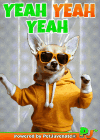 So Excited Happy Dance GIF by PetJuvenate - PJ