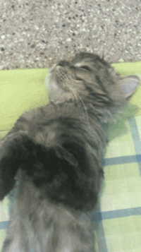 cat log GIF